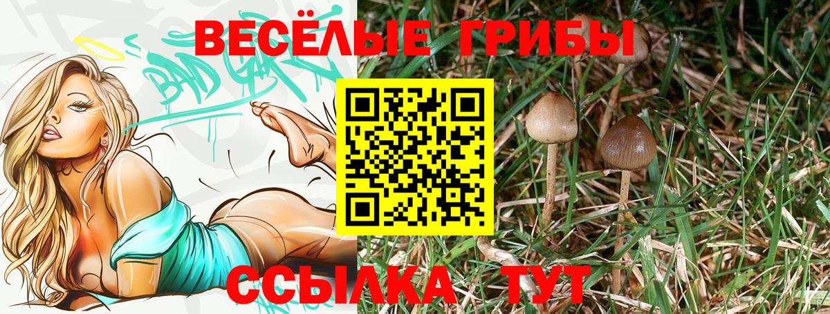 Аша  Галлюциногенные грибы Psilocybine cubensis  Вход с VPN 